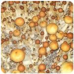 Псилоцибиновые (галлюциногенные)  грибы Psilocybin "Golden Teacher" в Верхней Пышме